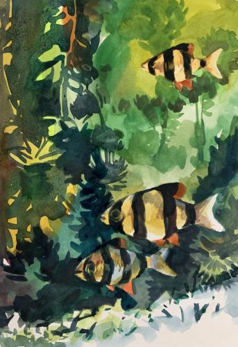 Tiger Barb - 11''x9'' 